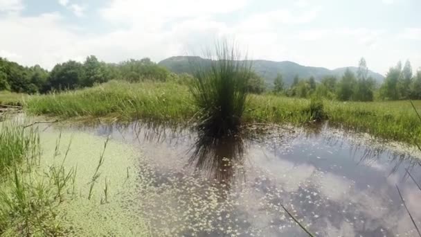 Dragonfly - ζευγάρωμα σεζόν, oviposition, βουνό καλοκαίρι πράσινο τεχνητή λίμνη, φόντο του δάσους — Αρχείο Βίντεο