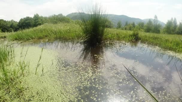 Libélula: temporada de apareamiento, oviposición, estanque verde de verano de montaña, fondo del bosque — Vídeo de stock