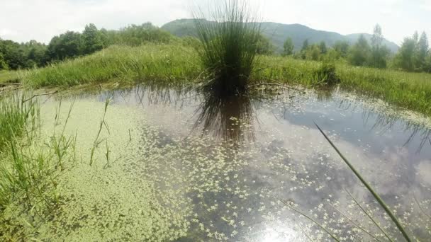 Libélula: temporada de apareamiento, oviposición, estanque verde de verano de montaña, fondo del bosque — Vídeos de Stock