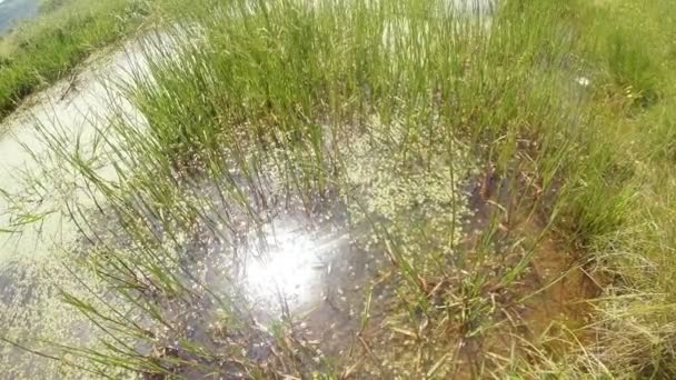 Dragonfly - parning säsongen, ovipositionen, mountain sommaren grön damm, bakgrund av skogen — Stockvideo