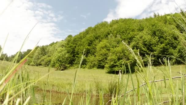 Libélula: temporada de apareamiento, oviposición, estanque verde de verano de montaña, fondo del bosque — Vídeos de Stock