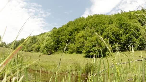 Libélula: temporada de apareamiento, oviposición, estanque verde de verano de montaña, fondo del bosque — Vídeo de stock