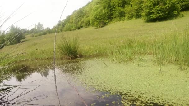 Szitakötő - párzási szezon, peterakási, hegyi nyári zöld tó, háttérben az erdő — Stock videók