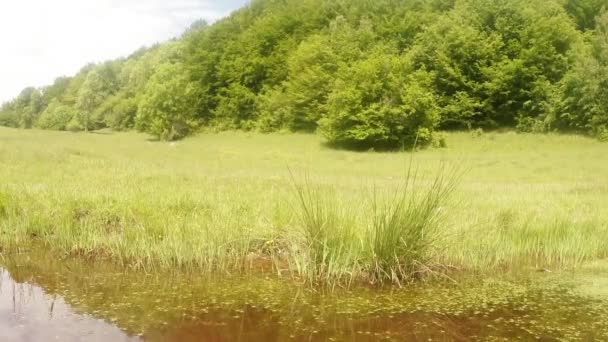 Libélula: temporada de apareamiento, oviposición, estanque verde de verano de montaña, fondo del bosque — Vídeo de stock