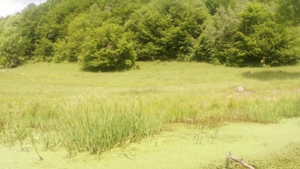Dragonfly - Paring seizoen, oviposition, berg zomer groene vijver, achtergrond van het bos — Stockvideo