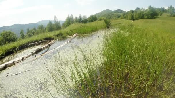 Libélula: temporada de apareamiento, oviposición, estanque verde de verano de montaña, fondo del bosque — Vídeo de stock