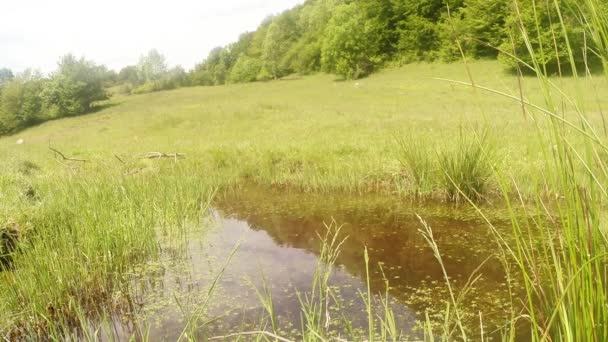 Libélula - época de acasalamento, oviposição, montanha verão lagoa verde, fundo da floresta — Vídeo de Stock