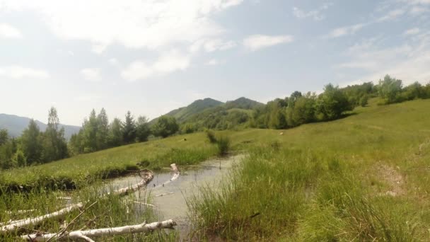 Dragonfly - mating season, oviposition, mountain summer green pond, background of the forest — Stock Video