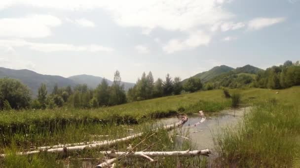 Libélula - época de acasalamento, oviposição, montanha verão lagoa verde, fundo da floresta — Vídeo de Stock