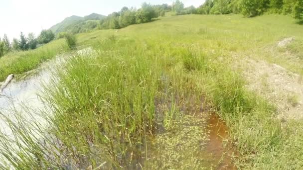 Libélula - época de acasalamento, oviposição, montanha verão lagoa verde, fundo da floresta — Vídeo de Stock