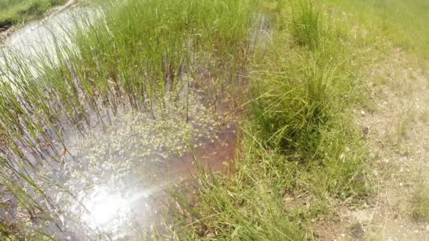 Dragonfly lays eggs in water rock pool, which reflects the sun — Stock Video