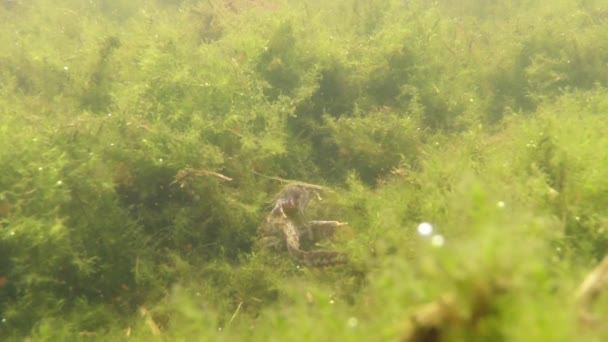 Tritons assis sur des algues vertes entourées de micro-organismes — Video