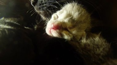 Kara kedi süt altı newborn yavru kedi yakın çekim çekim, annenin meme cats--dan süt içme küçük kedi yavrusu besleme
