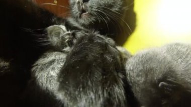 Kara kedi süt altı newborn yavru kedi yakın çekim çekim, annenin meme cats--dan süt içme küçük kedi yavrusu besleme