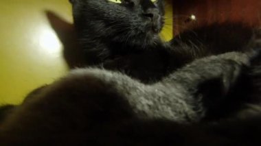 Kara kedi süt altı newborn yavru kedi yakın çekim çekim, annenin meme cats--dan süt içme küçük kedi yavrusu besleme