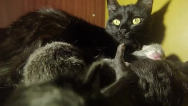 Leite de gato preto alimentando seis gatinhos recém-nascidos tiro de close-up, pequenos gatinhos bebendo leite dos mamilos da mãe gatos — Vídeo de Stock