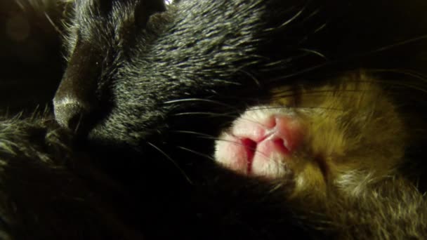 Negro gato leche alimentación seis recién nacido gatitos primer plano disparo, poco gatitos beber leche de la madre pezones gatos — Vídeo de stock