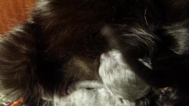 Kara kedi süt altı newborn yavru kedi yakın çekim çekim, annenin meme cats--dan süt içme küçük kedi yavrusu besleme