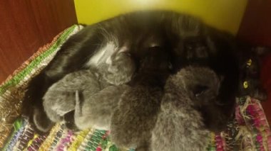 Kara kedi süt altı newborn yavru kedi yakın çekim çekim, annenin meme cats--dan süt içme küçük kedi yavrusu besleme