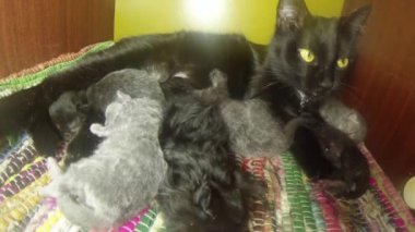 Kara kedi süt altı newborn yavru kedi yakın çekim çekim, annenin meme cats--dan süt içme küçük kedi yavrusu besleme