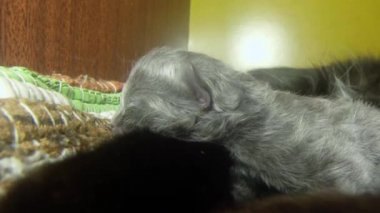 Kara kedi süt altı newborn yavru kedi yakın çekim çekim, annenin meme cats--dan süt içme küçük kedi yavrusu besleme