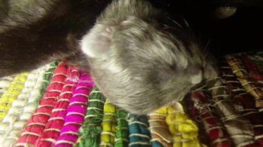 Kara kedi süt altı newborn yavru kedi yakın çekim çekim, annenin meme cats--dan süt içme küçük kedi yavrusu besleme