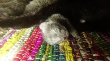 Kara kedi süt altı newborn yavru kedi yakın çekim çekim, annenin meme cats--dan süt içme küçük kedi yavrusu besleme