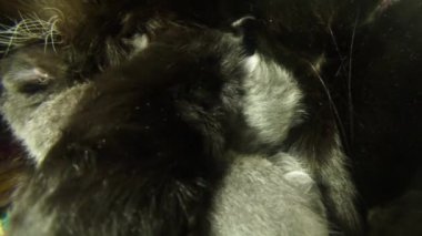 Kara kedi süt altı newborn yavru kedi yakın çekim çekim, annenin meme cats--dan süt içme küçük kedi yavrusu besleme