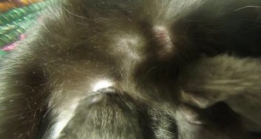 Kara kedi süt altı newborn yavru kedi yakın çekim çekim, annenin meme cats--dan süt içme küçük kedi yavrusu besleme