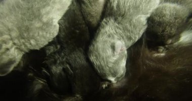 Kara kedi süt altı newborn yavru kedi yakın çekim çekim, annenin meme cats--dan süt içme küçük kedi yavrusu besleme