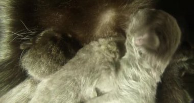 Kara kedi süt altı newborn yavru kedi yakın çekim çekim, annenin meme cats--dan süt içme küçük kedi yavrusu besleme