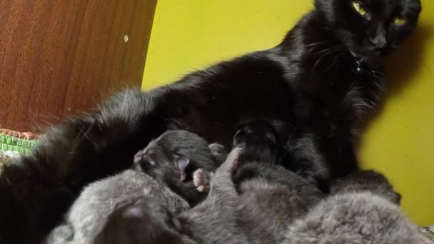 Leite de gato preto alimentando seis gatinhos recém-nascidos tiro de close-up, pequenos gatinhos bebendo leite dos mamilos da mãe gatos — Vídeo de Stock