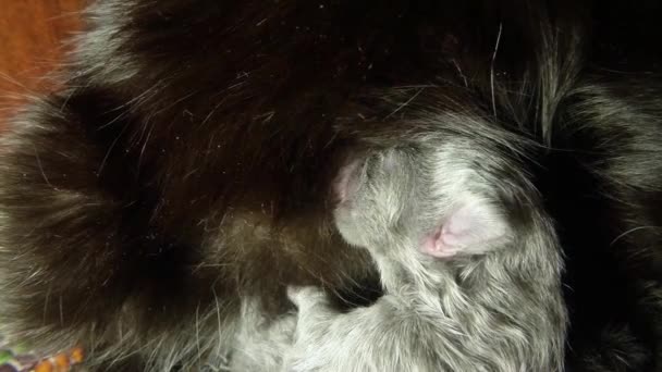 黒い猫のミルクを撮影六つの生まれたばかりの子猫のクローズ アップ、母の乳首猫のミルクを飲む子猫の餌 — ストック動画