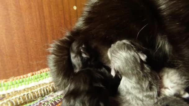Černá kočka mléko krmení šest novorozených koťat detail střelba, malá koťata konzumní mléko od matky bradavky kočky — Stock video