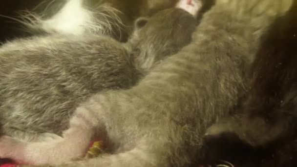 Lait de chat noir nourrissant six chatons nouveau-nés en gros plan, petits chatons buvant du lait des mamelons de la mère chats — Video