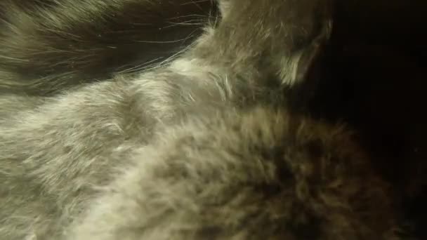 Negro gato leche alimentación seis recién nacido gatitos primer plano disparo, poco gatitos beber leche de la madre pezones gatos — Vídeos de Stock