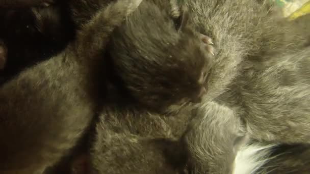 Black cat milk feeding six newborn kittens close-up shooting, little kittens drinking milk from the mother's nipples cats — Stock Video