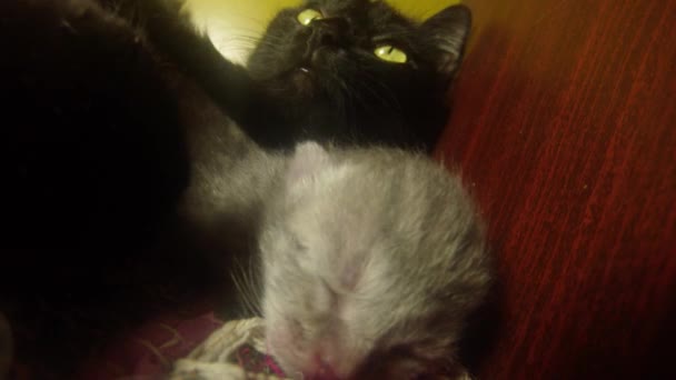 Black cat milk feeding six newborn kittens close-up shooting, little kittens drinking milk from the mother's nipples cats — Stock Video