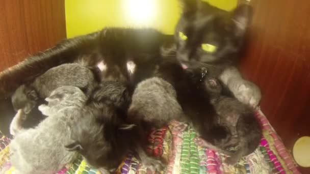 Black cat milk feeding six newborn kittens close-up shooting, little kittens drinking milk from the mother's nipples cats — Stock Video