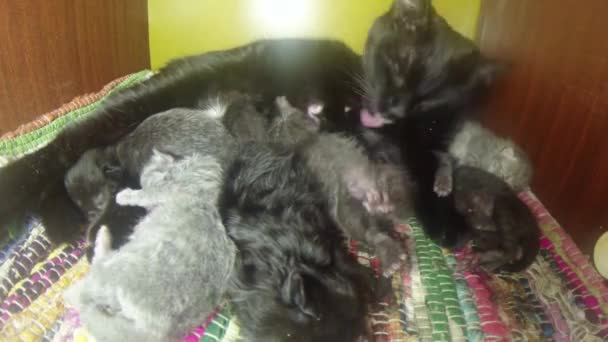 Black cat milk feeding six newborn kittens close-up shooting, little kittens drinking milk from the mother's nipples cats — Stock Video