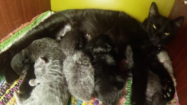 Черная кошка кормит шестерых котят крупным планом, маленькие котята пьют молоко из сосков матери кошки — стоковое видео
