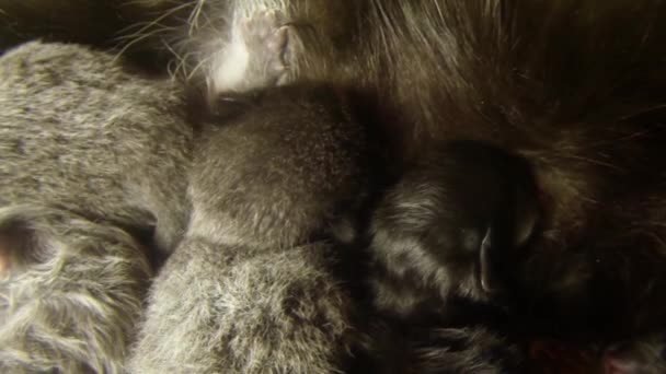 Lait de chat noir nourrissant six chatons nouveau-nés en gros plan, petits chatons buvant du lait des mamelons de la mère chats — Video