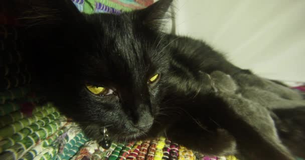 Μαύρη γάτα γάλα σίτιση έξι νεογέννητα γατάκια close-up γυρίσματα, μικρό γατάκια απογαλακτιστεί από γάτες θηλές της μητέρας — Αρχείο Βίντεο