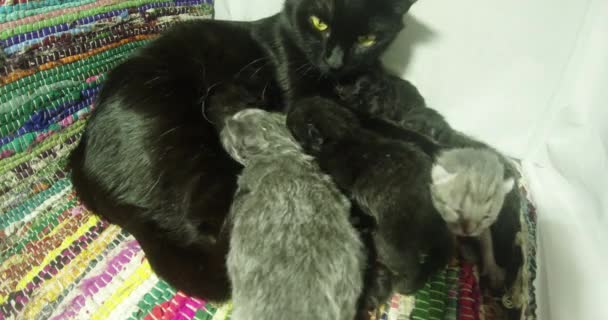 Schwarze Katzenmilch füttert sechs neugeborene Kätzchen in Nahaufnahme, kleine Kätzchen trinken Milch von den Brustwarzen der Mutter Katzen — Stockvideo