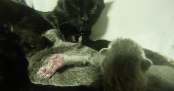 Black cat milk feeding six newborn kittens close-up shooting, little kittens drinking milk from the mother's nipples cats — Stock Video