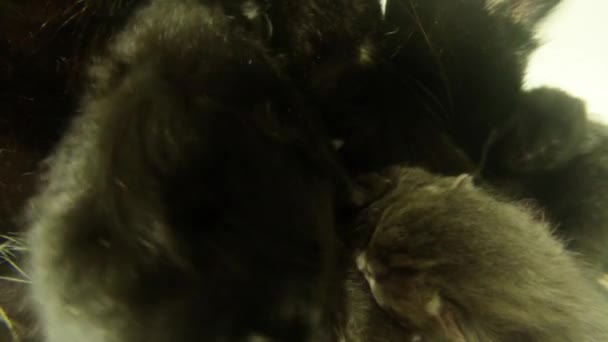 Zwarte kat melkuitreiking zes pasgeboren kittens close-up schieten, kleine katjes drinken van melk van de moeder tepels katten — Stockvideo