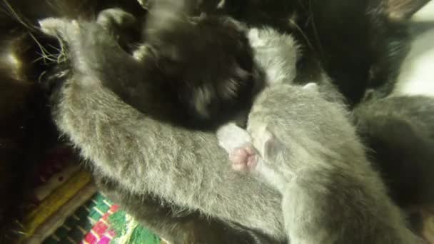 Чорне котяче молоко, що годує шістьох новонароджених кошенят крупним планом, маленькі кошенята п'ють молоко з котів матері — стокове відео