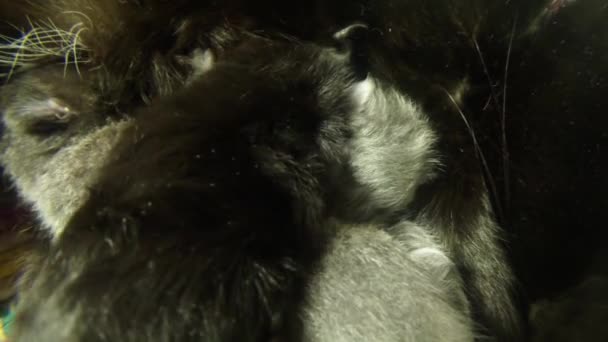 Μαύρη γάτα γάλα σίτιση έξι νεογέννητα γατάκια close-up γυρίσματα, μικρό γατάκια απογαλακτιστεί από γάτες θηλές της μητέρας — Αρχείο Βίντεο