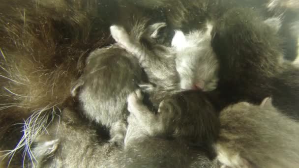 Negro gato leche alimentación seis recién nacido gatitos primer plano disparo, poco gatitos beber leche de la madre pezones gatos — Vídeos de Stock