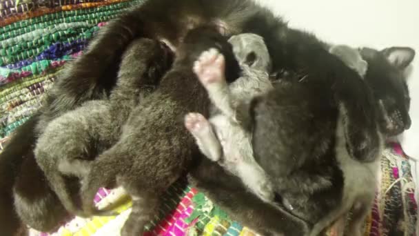 Black cat milk feeding six newborn kittens close-up shooting, little kittens drinking milk from the mother's nipples cats — Stock Video